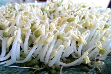 Giá đỗ