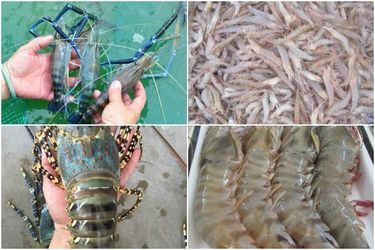 Tìm hiểu và phân biệt các loại tôm phổ biến ở Việt Nam