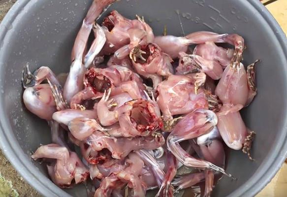 Cách làm thịt ếch nhanh gọn dễ làm tại nhà