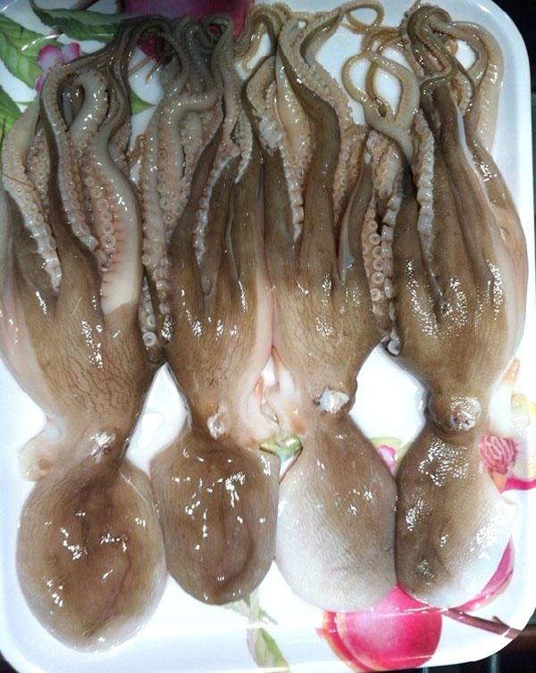 bạch tuộc sống
